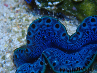 WYSIWYG Tridacna maxima B4