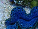 WYSIWYG Tridacna maxima B4
