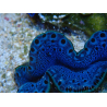 WYSIWYG Tridacna maxima Bénitiers B4 (5-5.5 cm)