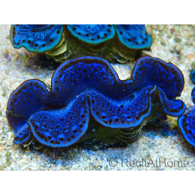 WYSIWYG Tridacna maximaB5
