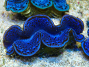 WYSIWYG Tridacna maxima Bénitiers B5 (5-5.5 cm)