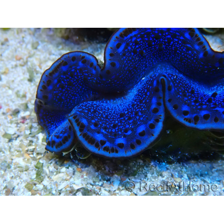 WYSIWYG Tridacna maximaB5