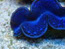 WYSIWYG Tridacna maxima Bénitiers B5 (5-5.5 cm)