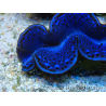 WYSIWYG Tridacna maxima Bénitiers B5 (5-5.5 cm)