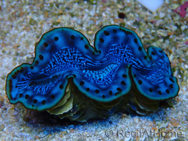 WYSIWYG Tridacna maxima B6