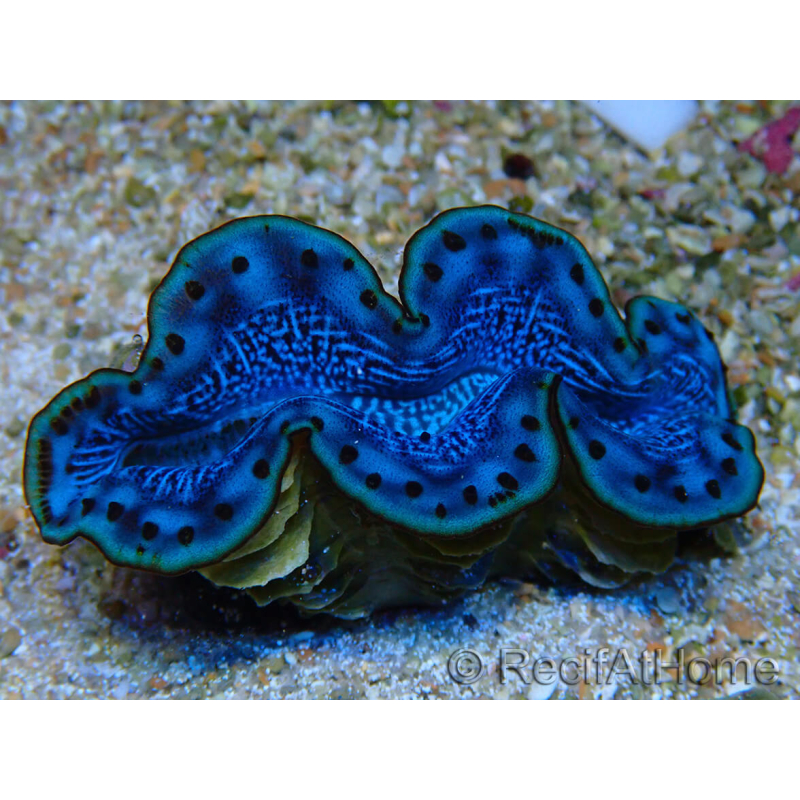 WYSIWYG Tridacna maxima Bénitiers B6 (5-5.5 cm)