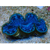 WYSIWYG Tridacna maxima B6