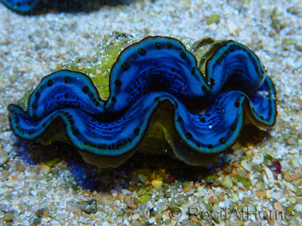WYSIWYG Tridacna maxima Gold Clams B7 (7 cm)