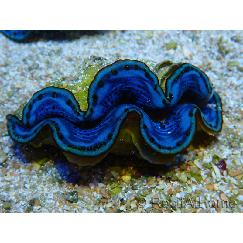WYSIWYG Tridacna maxima Bénitiers B7 (5-5.5 cm)