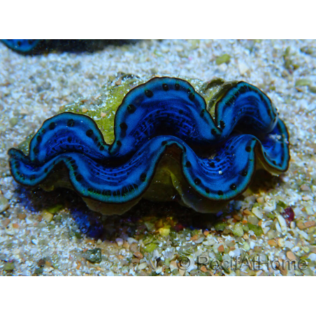WYSIWYG Tridacna maxima Bénitiers Gold B7 (7 cm)