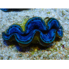 WYSIWYG Tridacna maxima Bénitiers Gold B7 (7 cm)