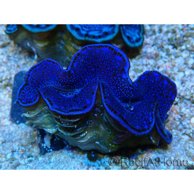 WYSIWYG Tridacna maxima Almejas C10 (6 cm)