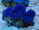 WYSIWYG Tridacna maxima Bénitiers C10 (6 cm)
