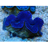 WYSIWYG Tridacna maxima Clams C10 (6 cm)