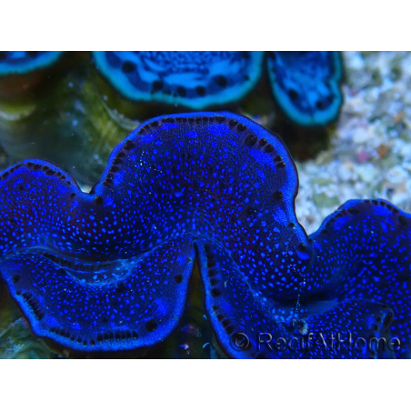 WYSIWYG Tridacna maxima Clams C10 (6 cm)