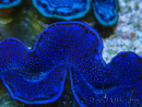 WYSIWYG Tridacna maxima Bénitiers C10 (6 cm)
