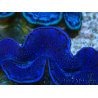 WYSIWYG Tridacna maxima Almejas C10 (6 cm)