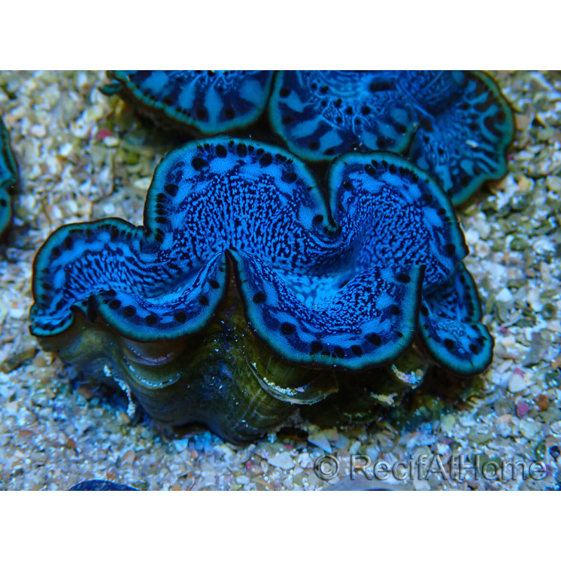 WYSIWYG Tridacna maxima Bénitiers F5 (6 cm)