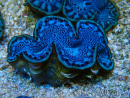 WYSIWYG Tridacna maxima Almejas F5 (6 cm)