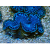 WYSIWYG Tridacna maxima Bénitiers C11 (6 cm)