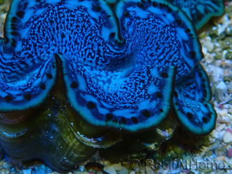 WYSIWYG Tridacna maxima Bénitiers C11 (6 cm)