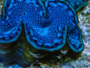 WYSIWYG Tridacna maxima Almejas F5 (6 cm)