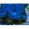 WYSIWYG Tridacna maxima Riesenmuschel F5 (6 cm)