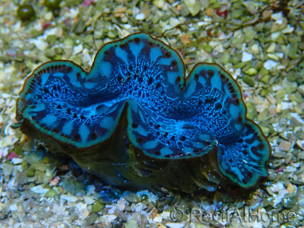 WYSIWYG Tridacna maxima Bivalve F6 (6,5 cm)