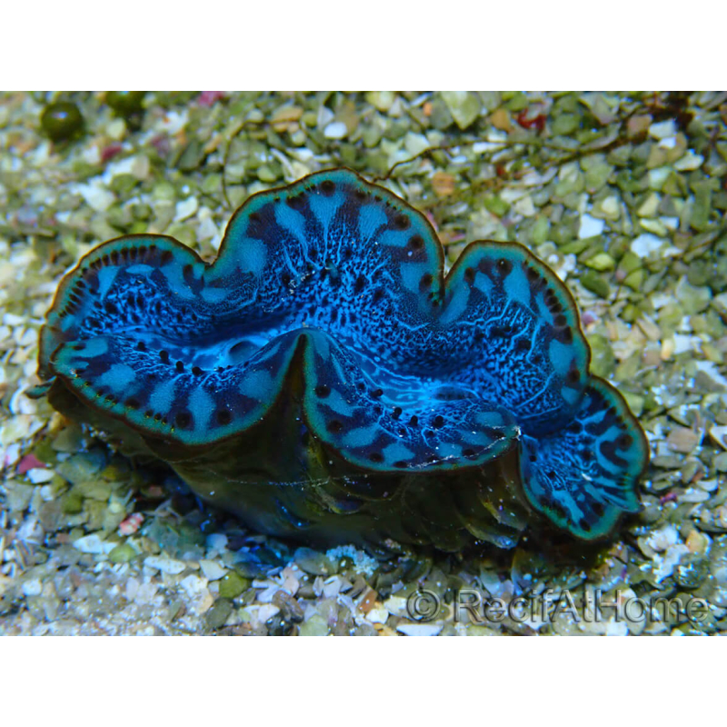 WYSIWYG Tridacna maxima Mejillones F6 (6.5 cm)