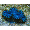 WYSIWYG Tridacna maxima Giant Clams F6 (6.5 cm)