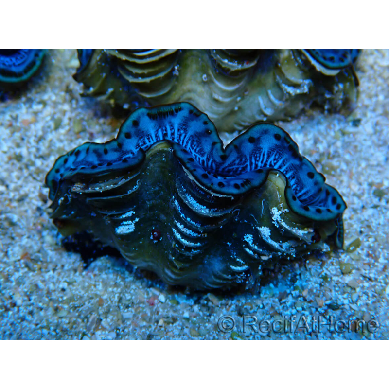WYSIWYG Tridacna maxima Bénitiers B8 (5-5.5 cm)