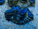 WYSIWYG Tridacna maxima Tridacna Gold B8 (6,5 cm)