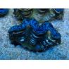 WYSIWYG Tridacna maxima Tridacna Gold B8 (6,5 cm)