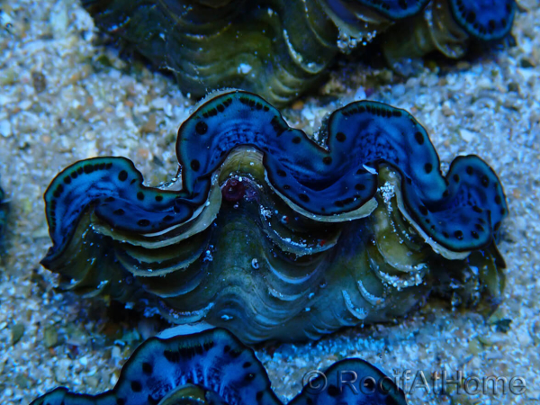 WYSIWYG Tridacna maxima Clams Gold B9 (6 cm)