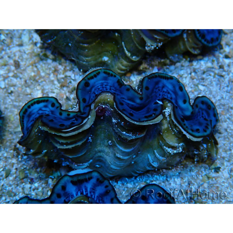 WYSIWYG Tridacna maxima Almejas Gold B9 (6 cm)