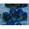 WYSIWYG Tridacna maxima Bénitiers B9 (5-5.5 cm)