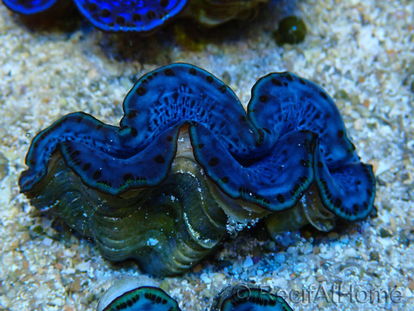 WYSIWYG Tridacna maxima Clams B10 (5 cm)