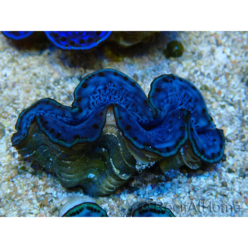 WYSIWYG Tridacna maxima Benitiers B10 (5 cm)