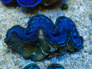 WYSIWYG Tridacna maxima Riesenmuscheln B10 (5 cm)