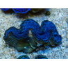 WYSIWYG Tridacna maxima Clams B10 (5 cm)