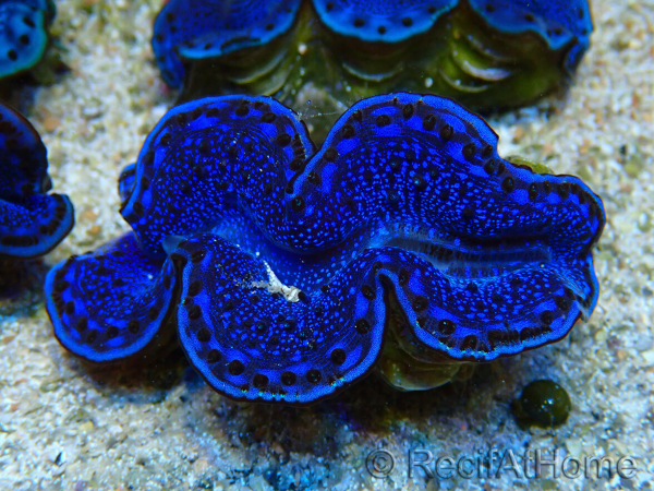 WYSIWYG Tridacna maxima Clams F3 (7 cm)
