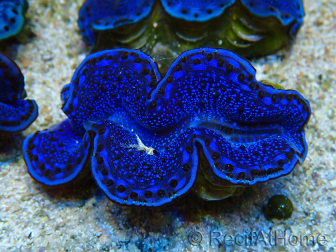 WYSIWYG Tridacna maxima Almejas F3 (7 cm)