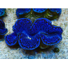 WYSIWYG Tridacna maxima Bénitiers F3 (7 cm)