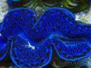 WYSIWYG Tridacna maxima Almejas F3 (7 cm)