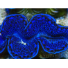 WYSIWYG Tridacna maxima Almejas F3 (7 cm)