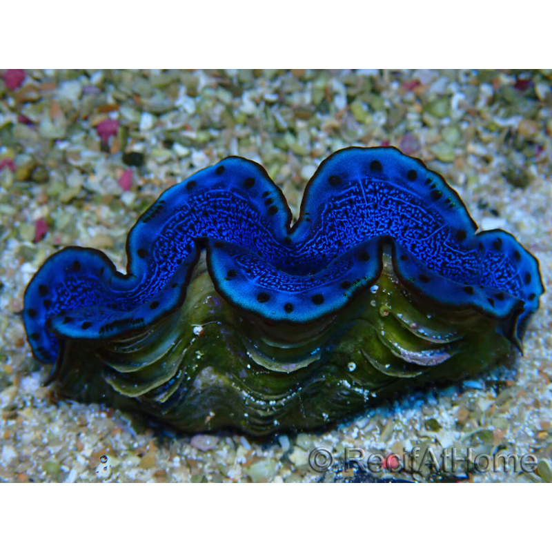 WYSIWYG Tridacna maxima Bénitiers B12 (6.5 cm)
