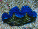 WYSIWYG Tridacna maxima Clams F4 (6.5 cm)