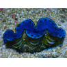 WYSIWYG Tridacna maxima Clams F4 (6.5 cm)