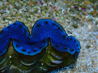 WYSIWYG Tridacna maxima Bénitiers B12 (6.5 cm)