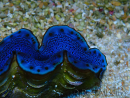 WYSIWYG Tridacna maxima Clams F4 (6.5 cm)